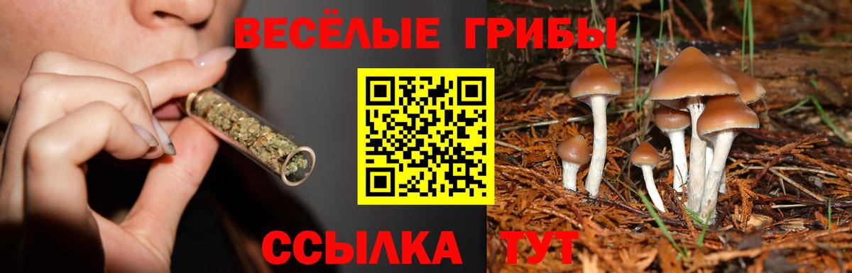 Псилоцибиновые грибы Psilocybine cubensis  Вход с VPN  Чебаркуль  Галлюциногенные грибы Cubensis 